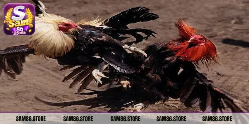 Cần chú ý đến ngoại hình và tướng đi của chiến kê để đặt cược