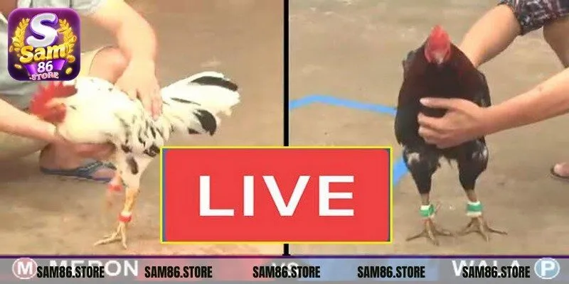 Đá Gà Sam86 chứng minh được sức hút mạnh mẽ 